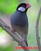 Join the Community of BIRDS for summer migration to China